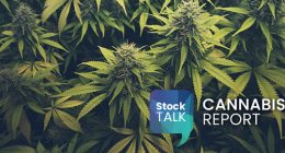 Cannabis Report in text over top a photo of cannabis leaves