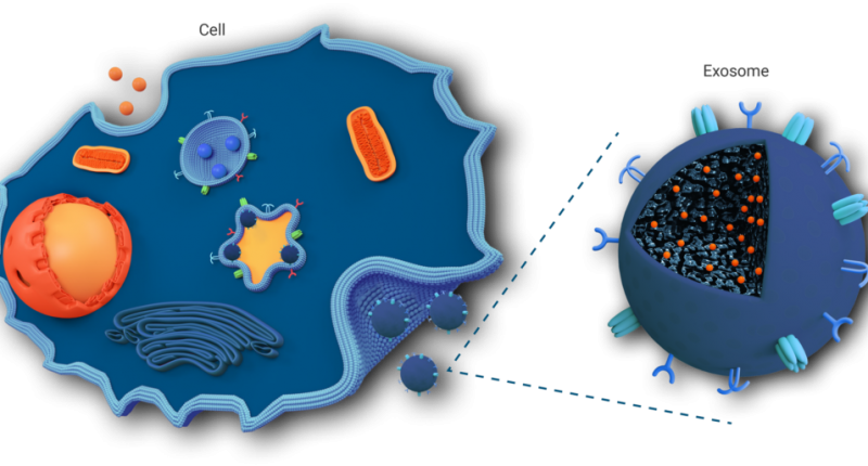 digital illustration of exosomes