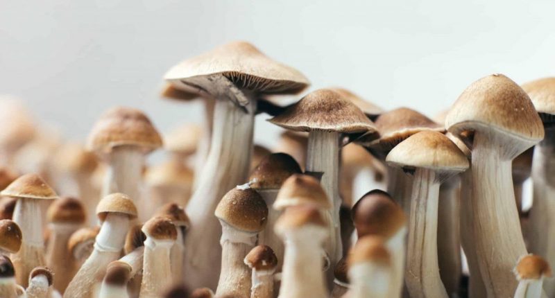 Optimi Health mushrooms