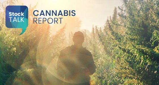 Cannabis Report image of farmed cannabis plants