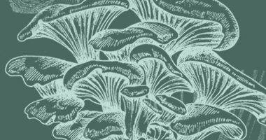 Psilocybin mushrooms illustration