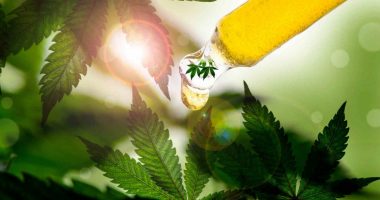 CBD oil on marijuana leaves
