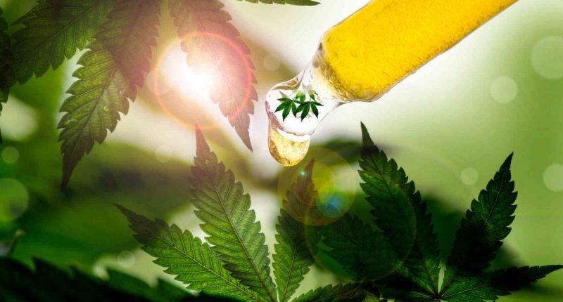 CBD oil on marijuana leaves
