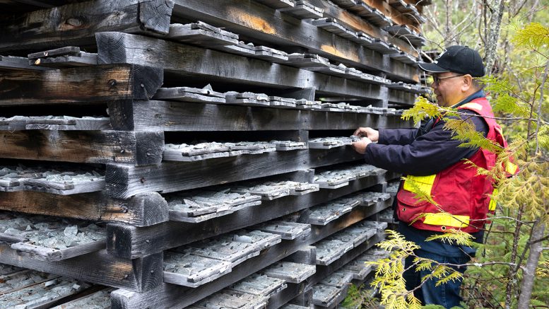 Goldshore Resources senior geologist Joey Garcia inspects historic core samples from the Moss gold project in Ontario.