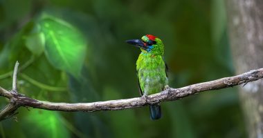 Red-throated barbet