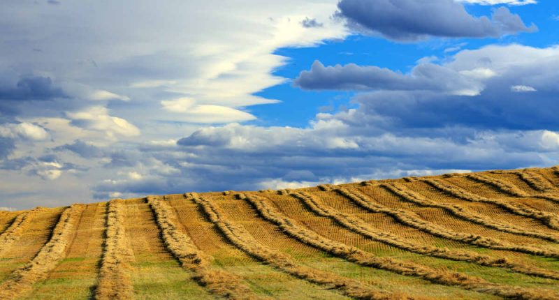 An agriculture field with a partially cloudy sky.