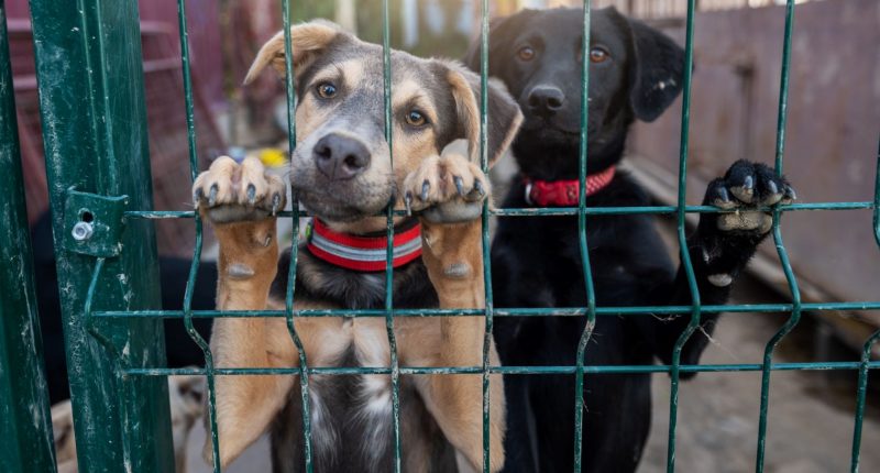 Two dogs in an animal shelter