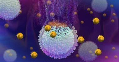 Cancer cells being destroyed by immunotherapy.