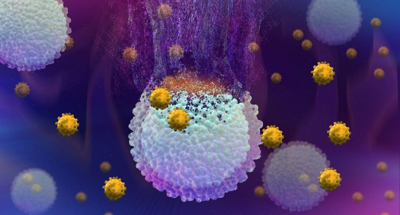 Cancer cells being destroyed by immunotherapy.