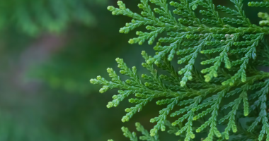 Cedar leaves