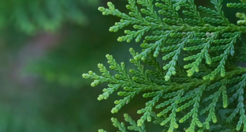 Cedar leaves