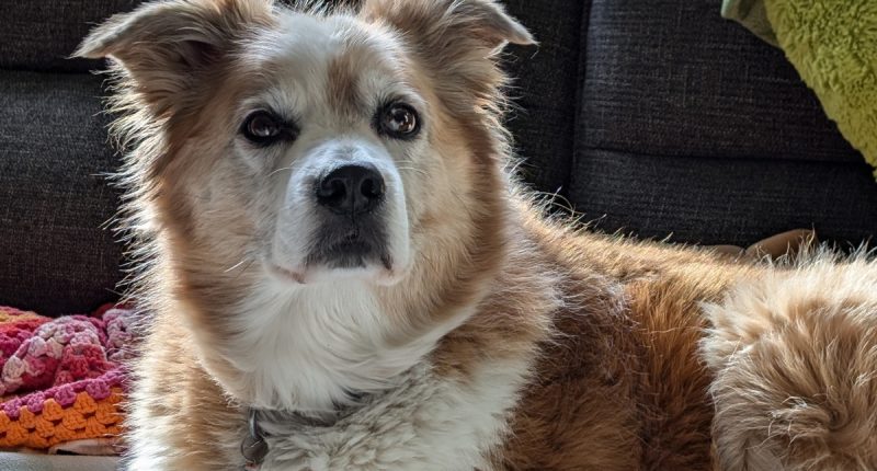 Dog on couch