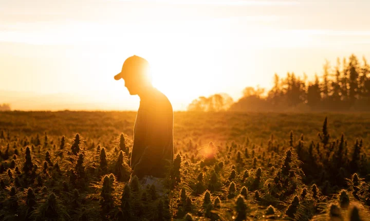 Man in cannabis field