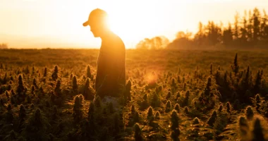 Man in cannabis field