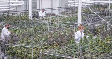 Aurora Cannabis grow room