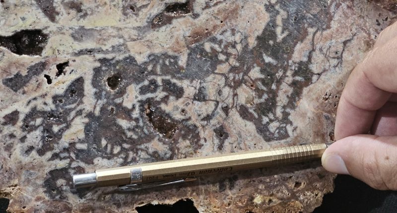 Silicified hydrothermal breccia from Cajueiro's Serafim target.